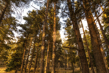 tree crowns in a sunny forest