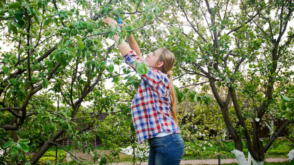Young woman working in orchard and cutting tree branches