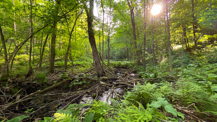 green forest in the morning creek