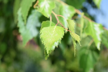 young birch leaves photo picture