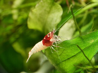 Extrem schöne wertvolle rote Caridina Garnelen in aufgesalzenem Osmosewasser im Aquarium   