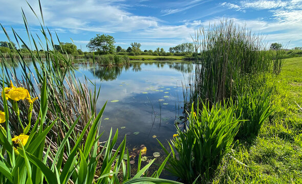 Marsh Pond Reeds Lilypad Blue Sky White Clouds