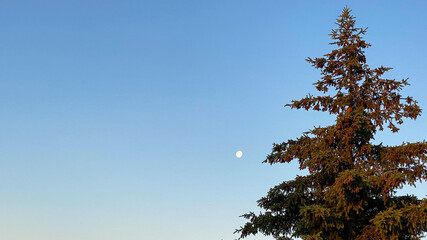 morning moon and tree with robin sunrise
