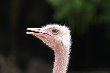 Male Ostrich head is watching you