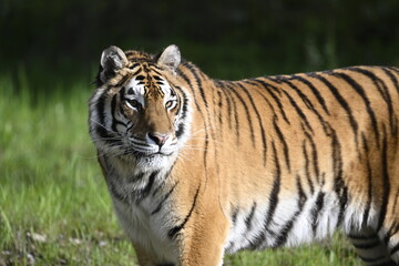 Fototapeta na wymiar Tiger body