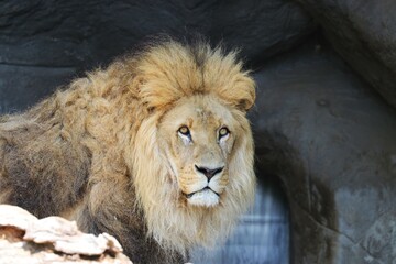Beautiful Lion King is watching you
