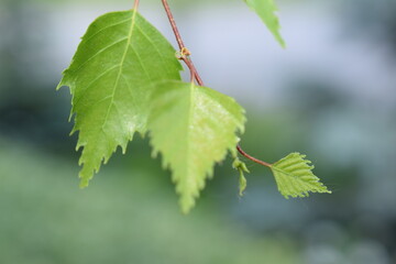 young birch leaves photo picture