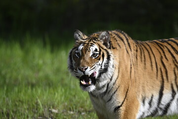 Fototapeta na wymiar Tiger licking lips