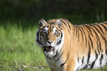 Obraz na płótnie Canvas Tiger face