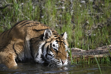 Fototapeta premium Tiger drinking