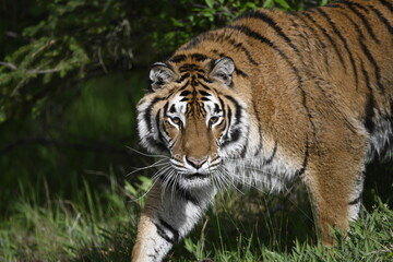 Fototapeta na wymiar Tiger walking