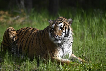 tiger in the woods