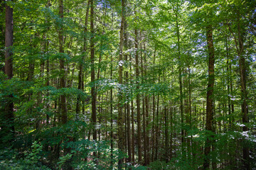 Fototapeta premium Laubwald Background