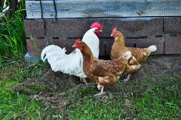 two hens and a rooster row the ground near the wall