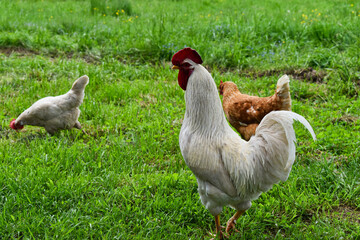 a rooster and two hens in the yard