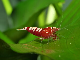 Extrem schöne wertvolle rote Caridina Garnelen in aufgesalzenem Osmosewasser im Aquarium 