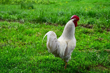 rooster walks on the grass