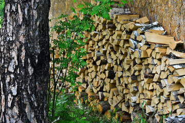 woodpile against the wall and birch