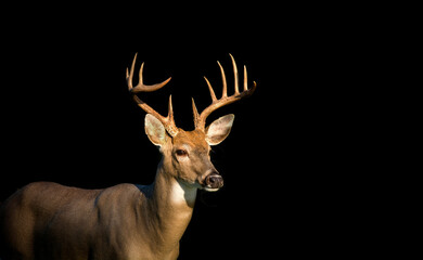 Naklejka na ściany i meble Low key image of Large white-tailed deer buck