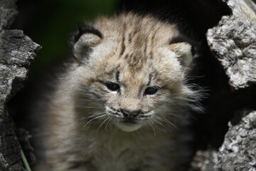 Obraz premium Lynx baby