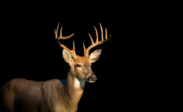 Low key image of Large white-tailed deer buck
