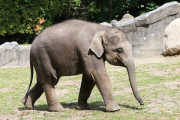 Fototapeta na wymiar Young Asian Elephant - Germany