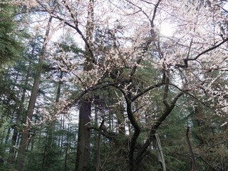 Tree tops with the sunlight streaking through the leaves