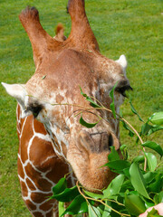 Closeup of giraffe eating leaves 