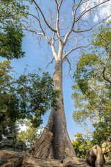 Fototapeta premium Ruins Ta Prohm temple and Banyan Tree Roots, Angkor Wat complex, Siem Reap, Cambodia.