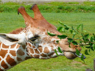 Closeup of giraffe eating leaves