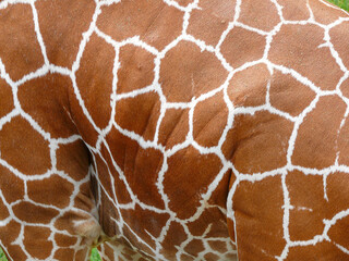 Reticulated pattern on giraffe's skin