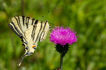 Iphiclides podalirius, mariposa chupaleche sobre el cardo lila con fondo verde.