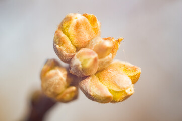 Swollen tree buds close up