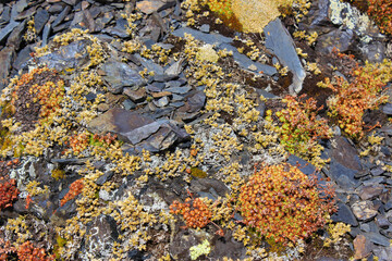 Moss, succulents, flowers and other plants on the rock background.