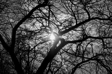 trees in early spring