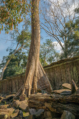 Fototapeta premium Ruins Ta Prohm temple and Banyan Tree Roots, Angkor Wat complex, Siem Reap, Cambodia.