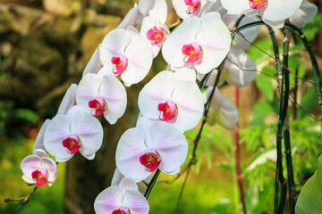 Beautiful Phalaenopsis Orchid flower blooming in garden floral background