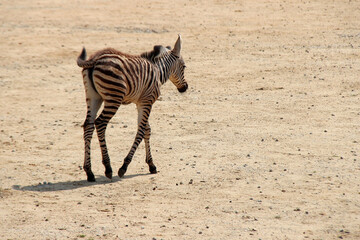 zebra in a zoo in france