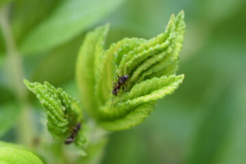 close up of a fern leaf