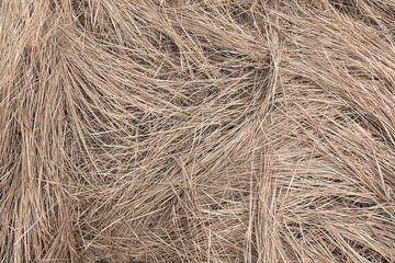 Wilted steppe grass as a background. Autumn vegetation.