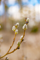 blooming willow close-up