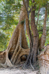 Ruins Ta Prohm temple and Banyan Tree Roots, Angkor Wat complex, Siem Reap, Cambodia.