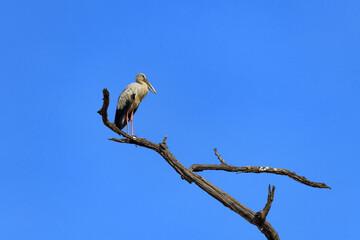 Asian openbill on the dead tree with blue sky