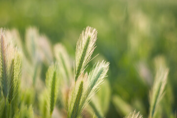 Grass and field background, green color
