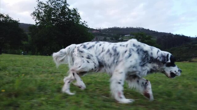 Happy dog walking on hilly meadow in countryside