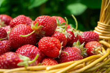 Basket full of luscious ripe red strawberries