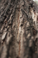 close up of a tree bark