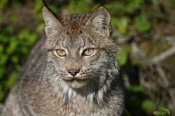 portrait of a lynx