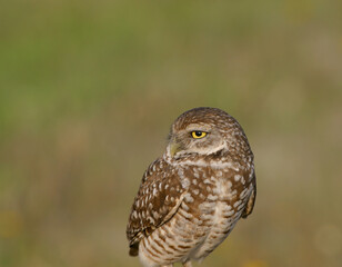 Burrowing Owl in Florida Field	