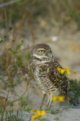 Burrowing Owl in Florida Field	